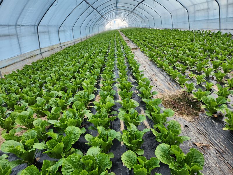 김지윤님의 장터 판매 상품 [로메인  적겨자. 케일. 적근대. 1키로 1만원. 택배2500] 첨부 사진