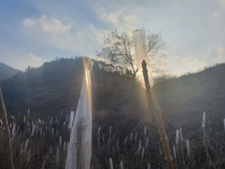 길위의웰컴선교사님의 두릅 · 일상 작성글 사진