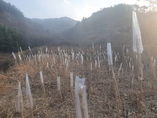 길위의웰컴선교사님의 두릅 · 일상 작성글 사진