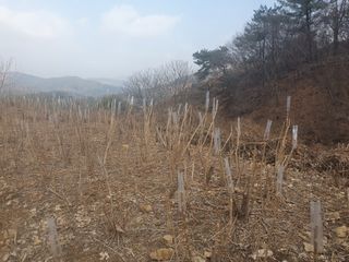 길위의웰컴선교사님의 두릅 · 일상 작성글 사진