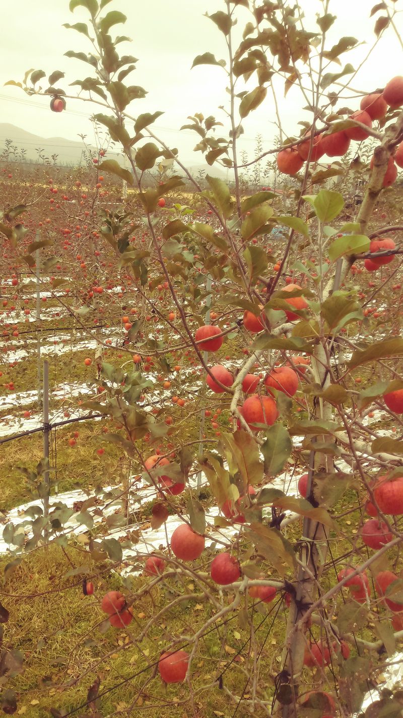 이윤동님의 장터 판매 상품 [새콤달콤 아삭 찐한맛 부사 (미얀마)설선물용 5k.      주스용 10k] 첨부 사진