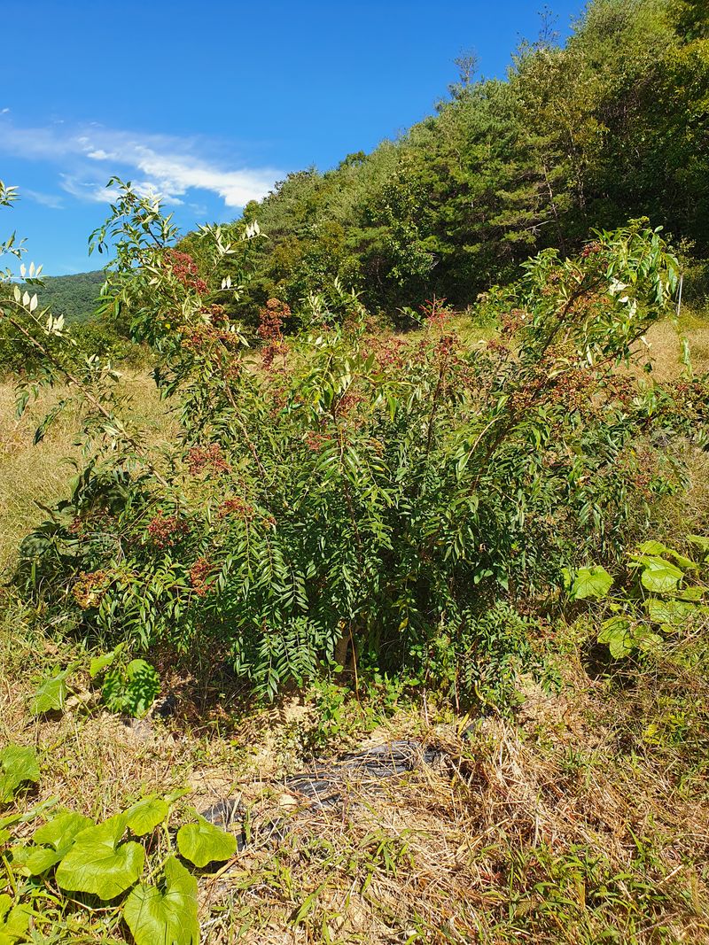 장터 상품 [신토불이   산초 씨앗     ㆍ기름400 M] 썸네일
