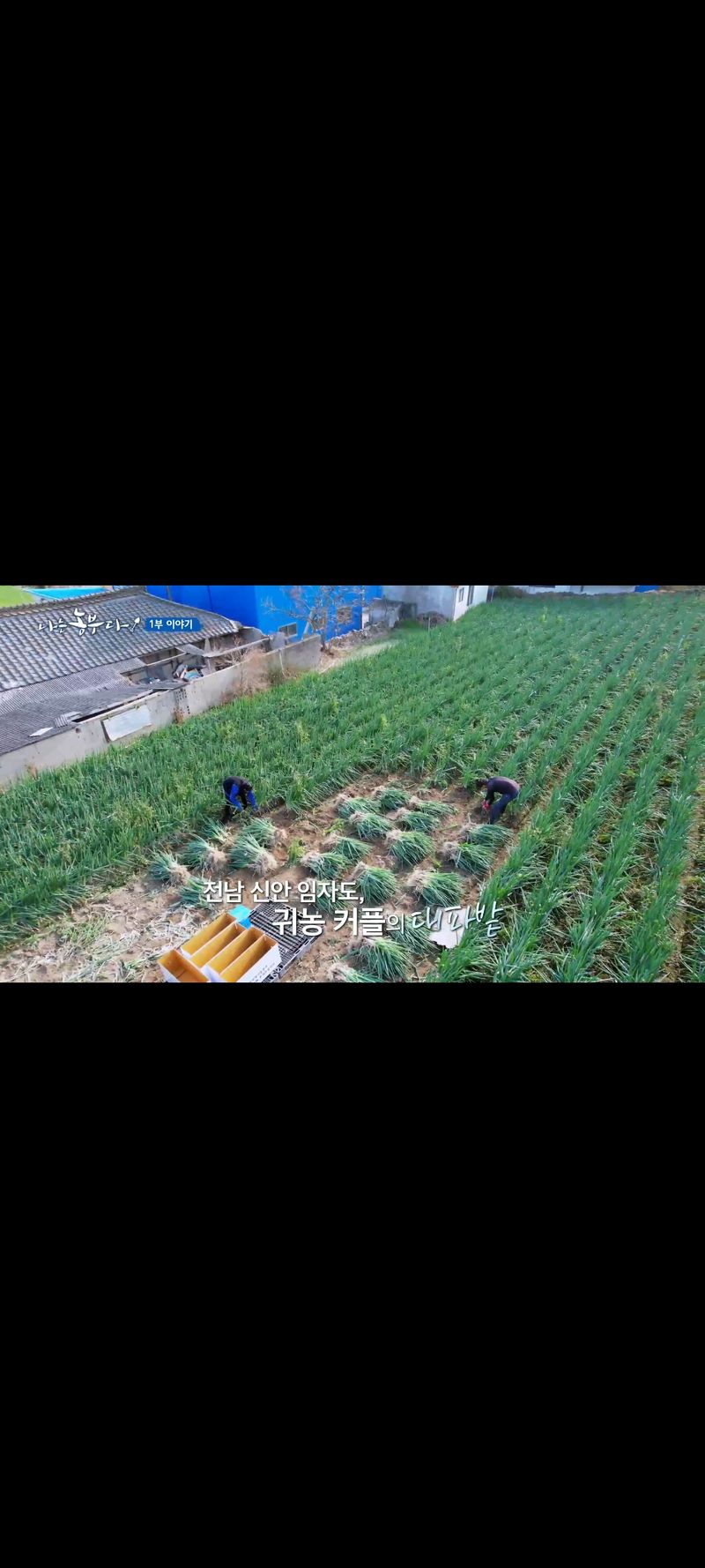 박현대님의 장터 판매 상품 [신안 임자도 임자가다한농장 대파10kg] 첨부 사진