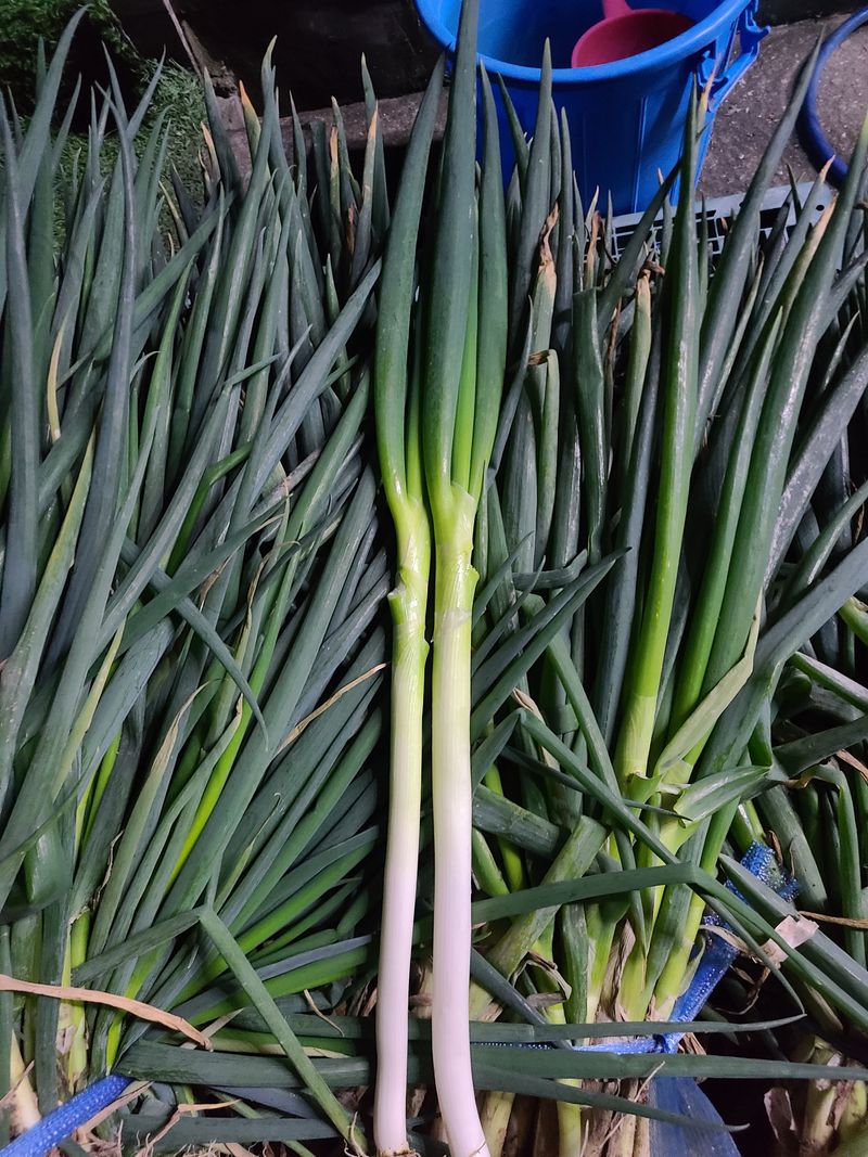 박현대님의 장터 판매 상품 [신안 임자도 임자가다한농장 대파5kg] 첨부 사진