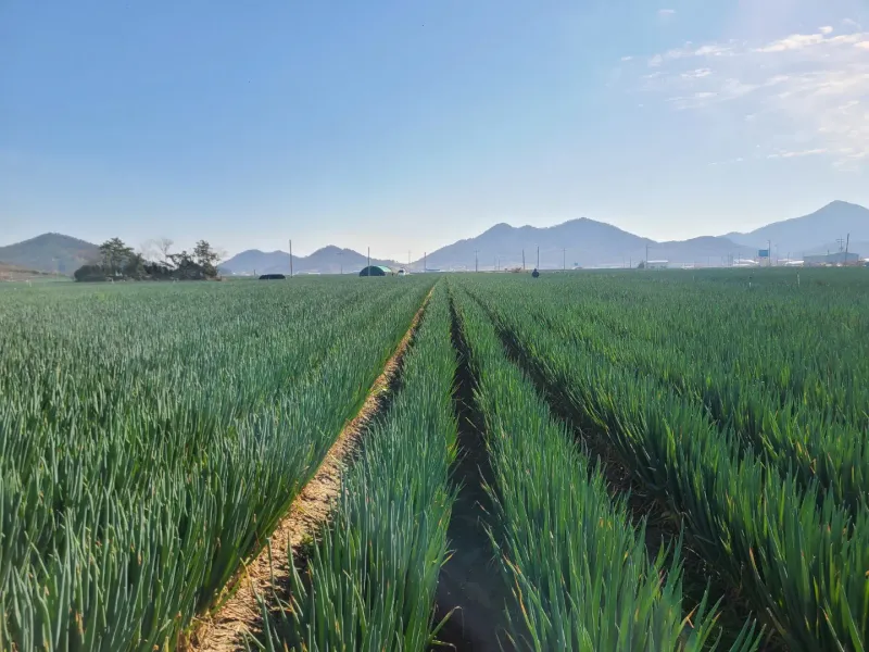 박현대님의 장터 판매 상품 [신안 임자도 임자가다한농장 대파5kg] 첨부 사진