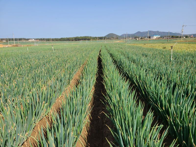 박현대님의 장터 판매 상품 [신안 임자도 임자가다한농장 대파5kg] 첨부 사진