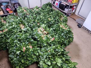 영덕 시금치 쪽파님의 시금치 · 수확 작성글 사진