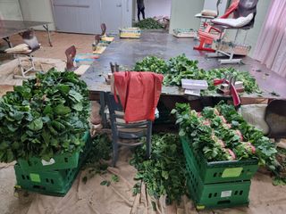 영덕 시금치 쪽파님의 시금치 · 수확 작성글 사진