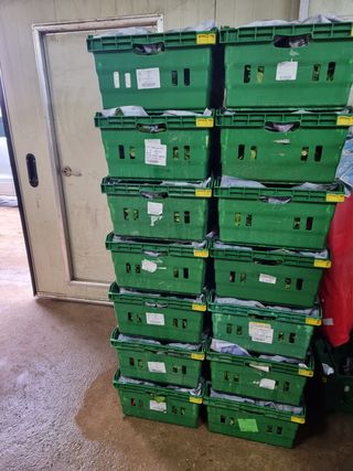 영덕 시금치 쪽파님의 시금치 · 수확 작성글 사진