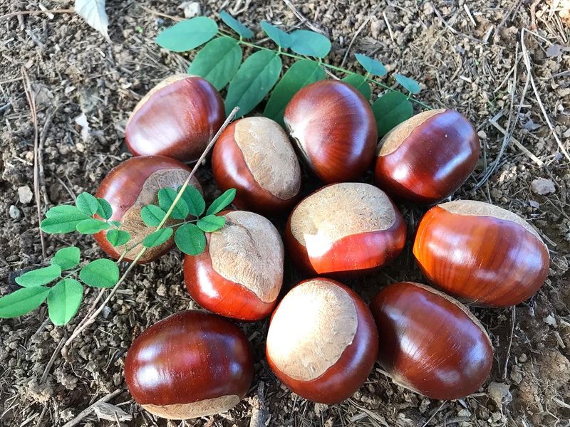 신연희님의 장터 판매 상품 [[판매완료] 토종알밤 4Kg] 첨부 사진