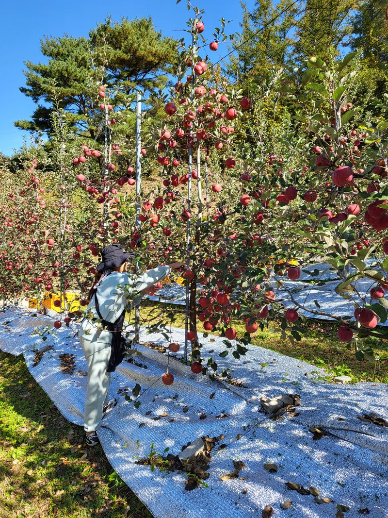 김주영님의 장터 판매 상품 [봉화 부사 🍎 아삭 아삭 달콤한 🍎 ] 첨부 사진