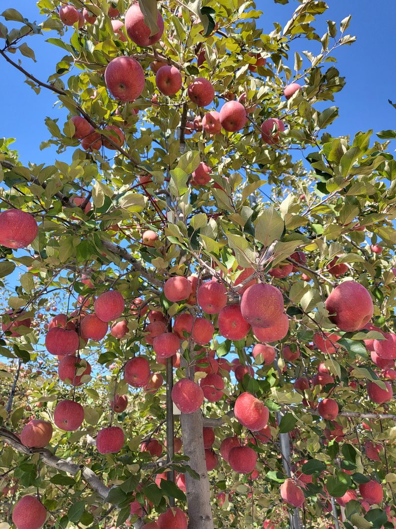 김주영님의 장터 판매 상품 [봉화 부사 🍎 아삭 아삭 달콤한 🍎 ] 첨부 사진