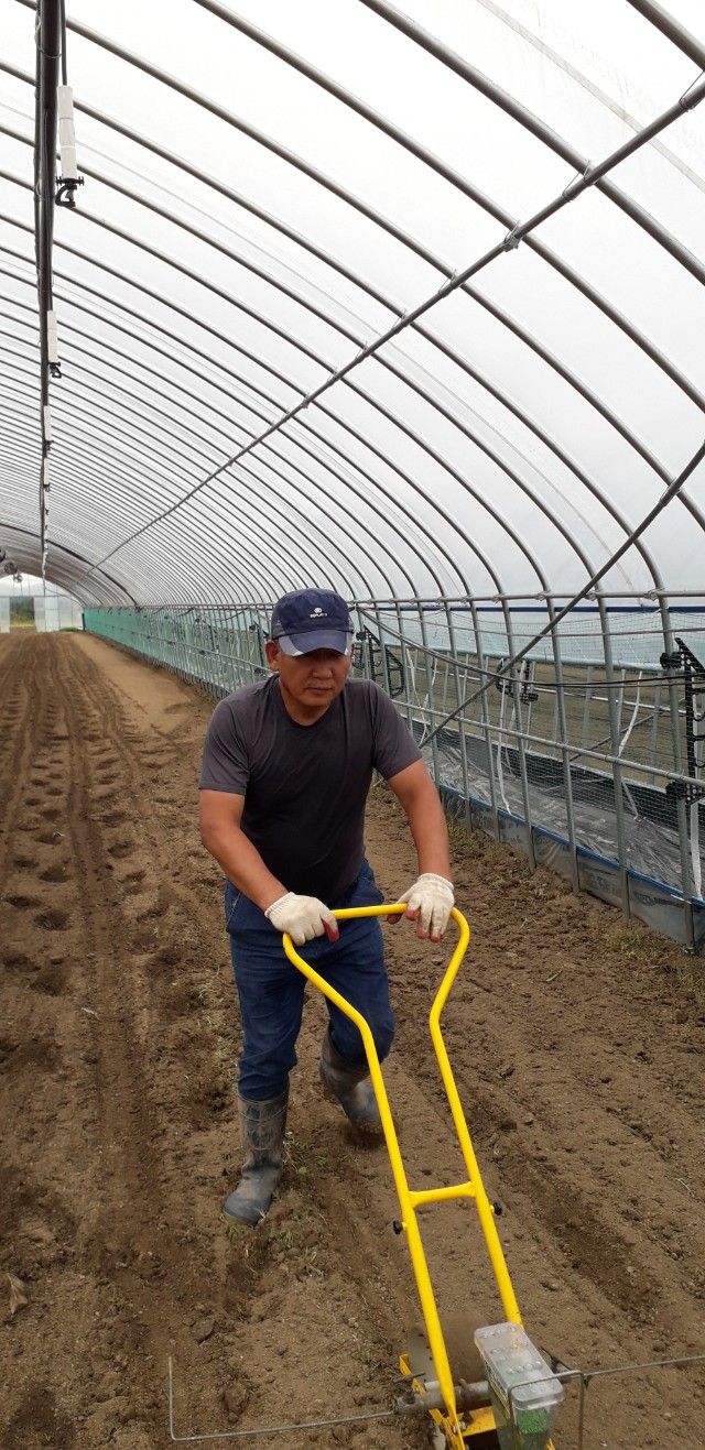 장터 상품 [강원도 양구 시래기 1kg(박스)] 썸네일