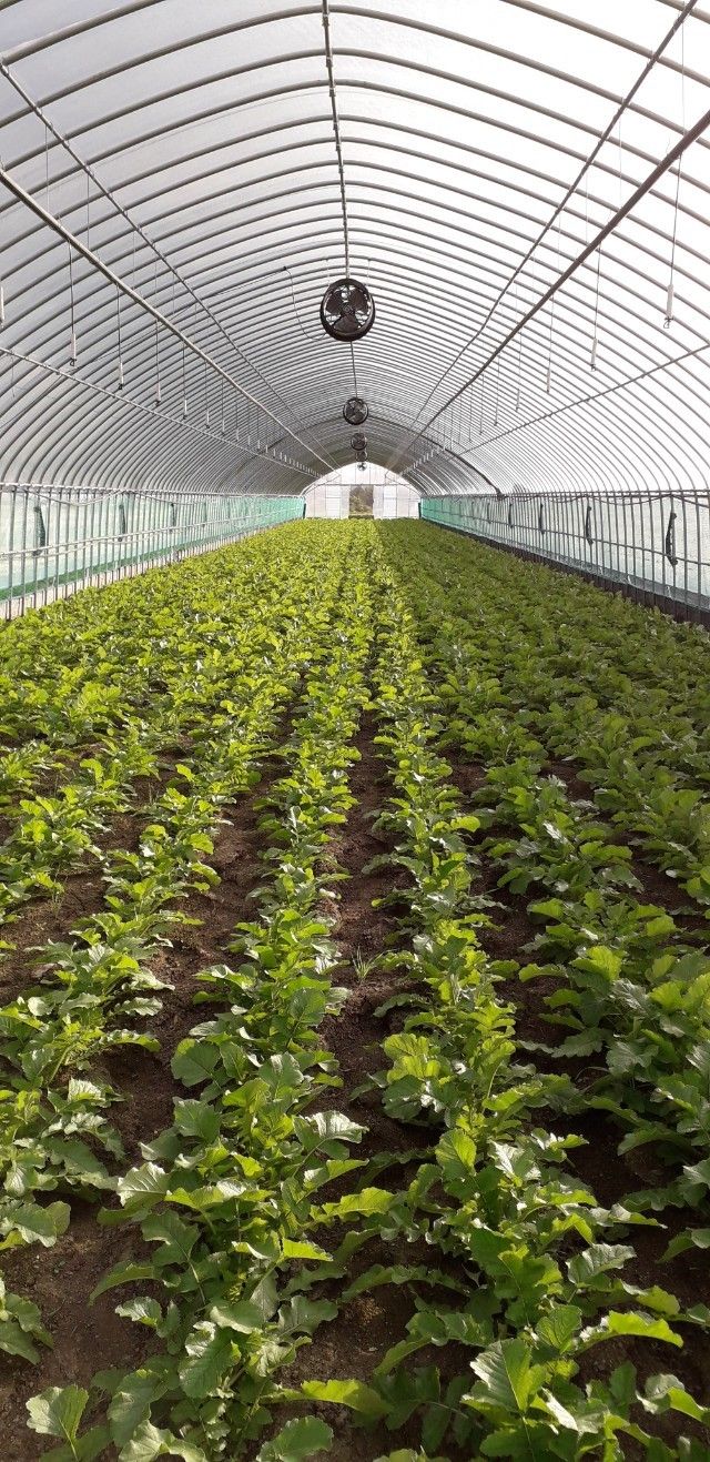 한광석님의 장터 판매 상품 [강원도 양구 시래기 1kg(박스)] 첨부 사진