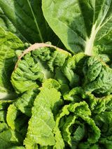 팜모닝 배추·병해충상담 게시글 이미지