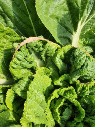 꼬맹님의 배추 · 병해충상담 작성글 사진