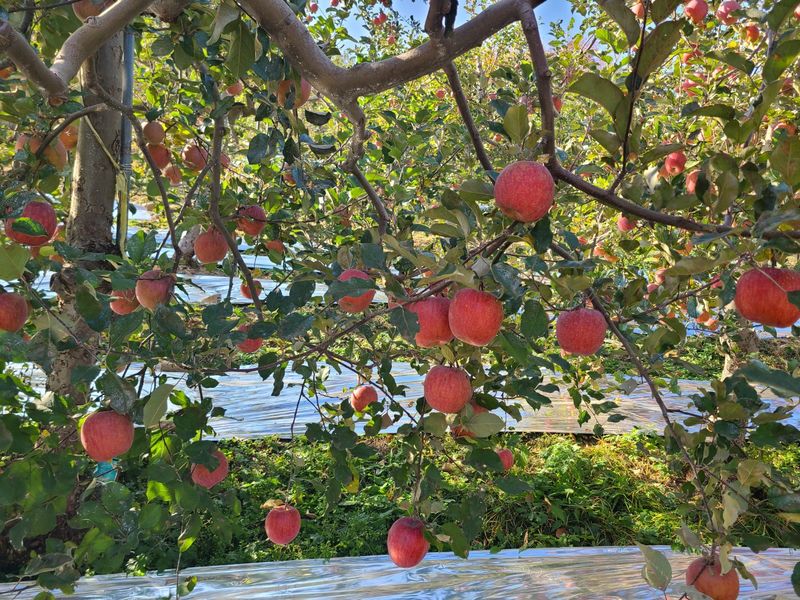 김영식님의 장터 판매 상품 [일양얼음골사과10Kg] 첨부 사진