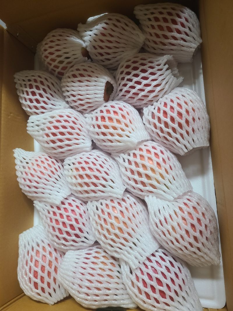 김영식님의 장터 판매 상품 [일양얼음골사과10Kg] 첨부 사진