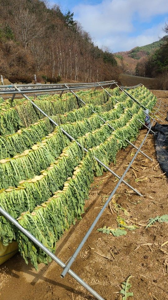 산간애님의 장터 판매 상품 [정선시래기(삶은것) 300g짜리 10팩] 첨부 사진