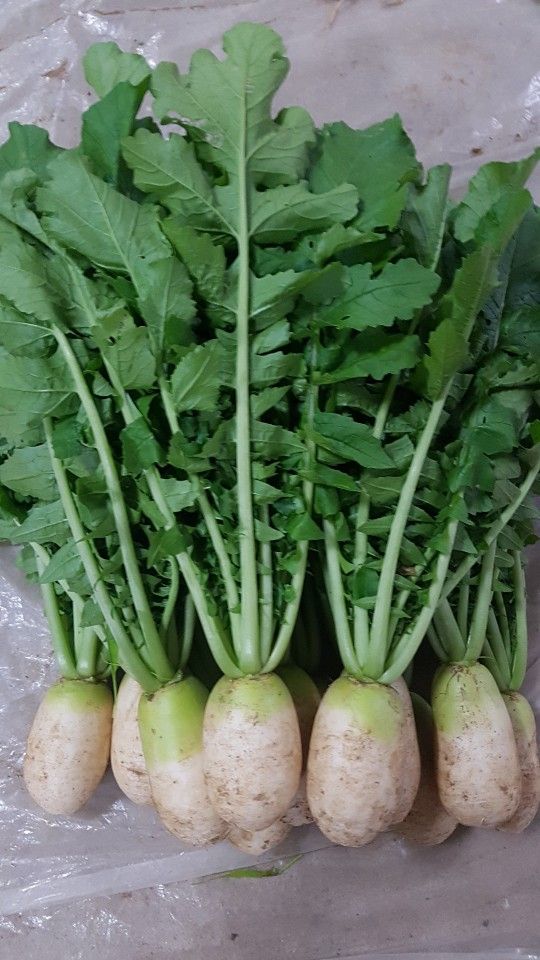 산간애님의 장터 판매 상품 [정선시래기(삶은것) 300g짜리 10팩] 첨부 사진