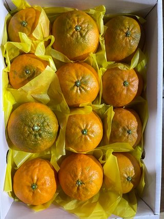 김진님의 귤 · 시세•판로 작성글 사진