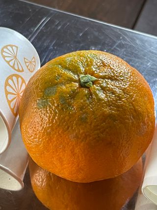 김진님의 귤 · 시세•판로 작성글 사진