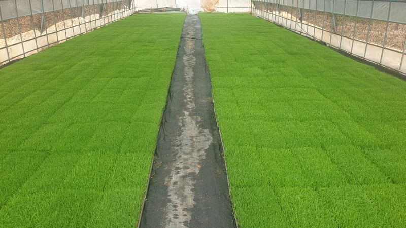 목하농장님의 장터 판매 상품 [2022년산 찹쌀 20kg판매합니다 ] 첨부 사진