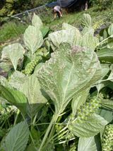 팜모닝 기타작물·병해충상담 게시글 이미지