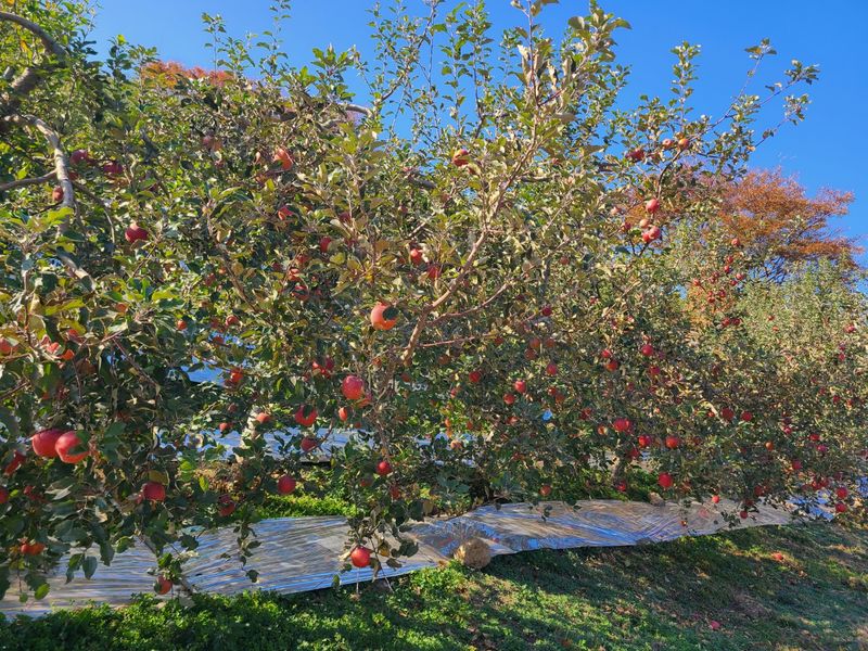 김영식님의 장터 판매 상품 [밀양얼음골사과 선물용5Kg] 첨부 사진