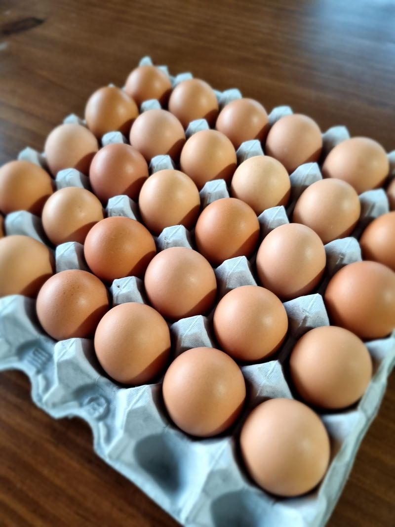 신지우님의 장터 판매 상품 [신선한 오늘낳은 유정란 보내드려요] 첨부 사진