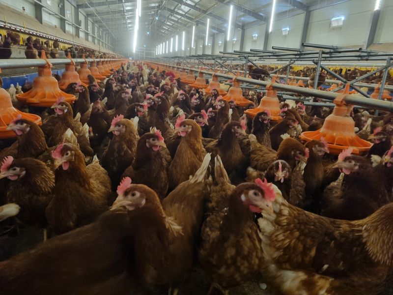 장터 상품 [신선한 오늘낳은 유정란 보내드려요] 썸네일