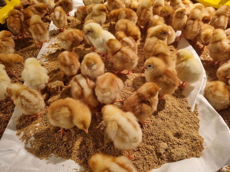 신지우님의 장터 판매 상품 [신선한 오늘낳은 유정란 보내드려요] 첨부 사진