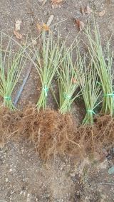 팜모닝 · 게시글 이미지