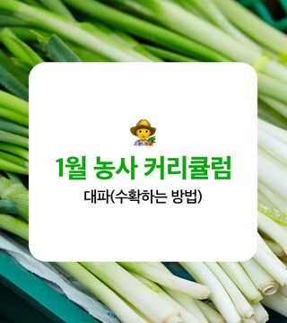 대파 농사도우미님의 파 · 농사길잡이 작성글 사진