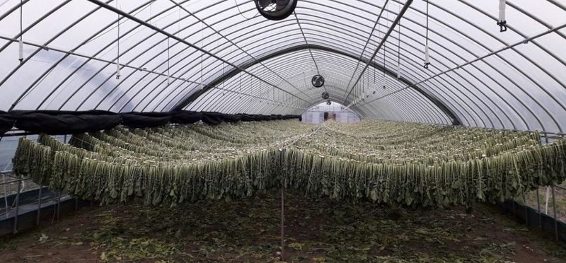 한광석님의 장터 판매 상품 [강원도 양구 시래기1kg (박스)] 첨부 사진