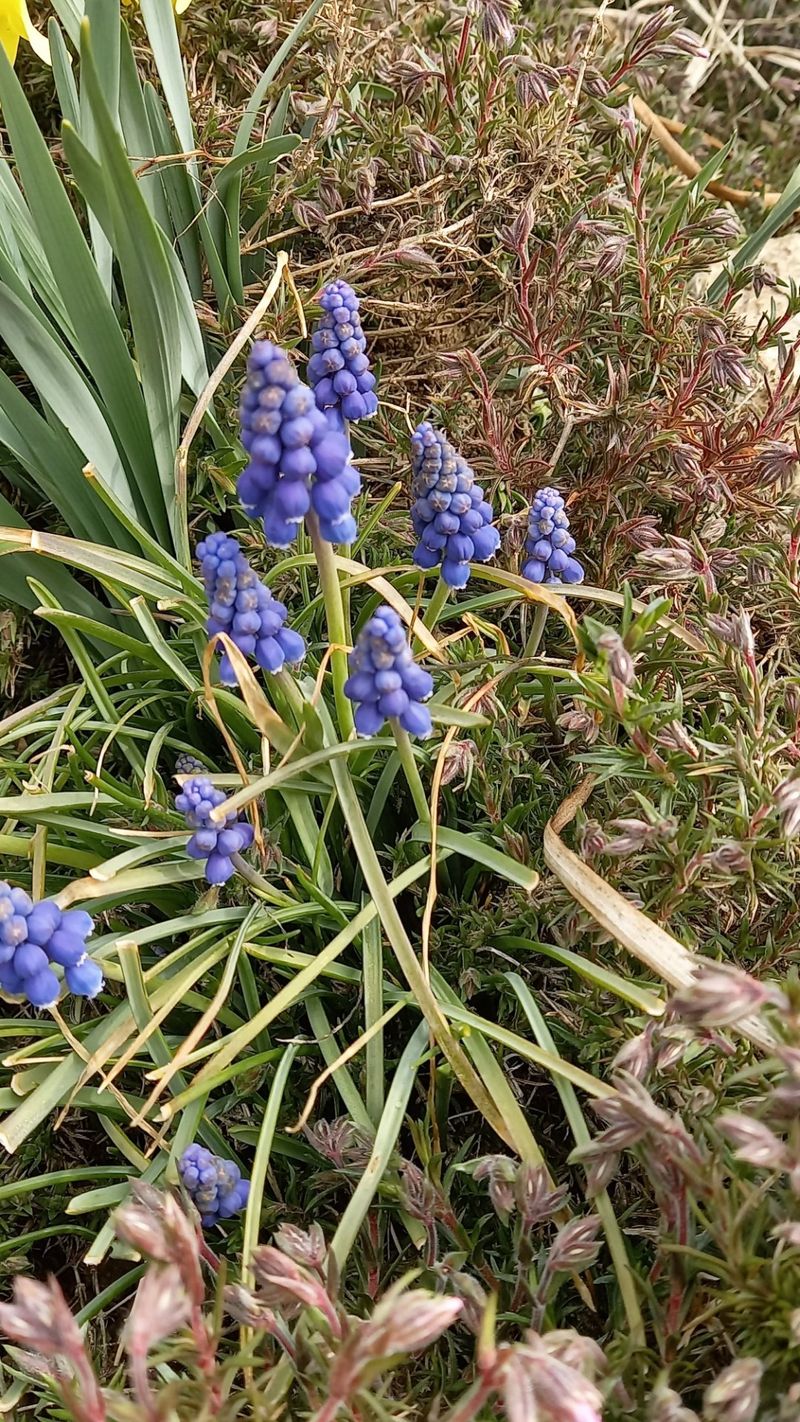 장터 상품 [무스카리. 수선화. 참나리꽃] 썸네일