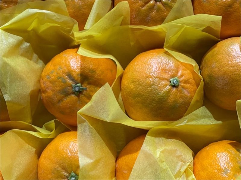 김진님의 장터 판매 상품 [제주도 아스미 3키로 5키로 선물용  유통사대량  판매 합니다  ] 첨부 사진