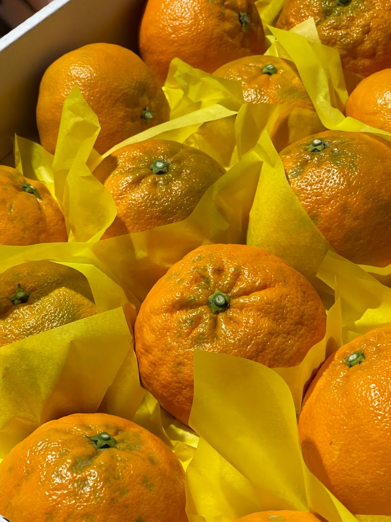 김진님의 장터 판매 상품 [제주도 아스미 3키로 5키로 선물용  유통사대량  판매 합니다  ] 첨부 사진