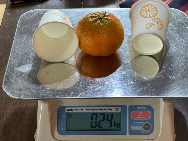 김진님의 장터 판매 상품 [제주도 아스미 3키로 5키로 선물용  유통사대량  판매 합니다  ] 첨부 사진