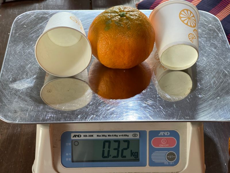 김진님의 장터 판매 상품 [제주도 아스미 3키로 5키로 선물용  유통사대량  판매 합니다  ] 첨부 사진