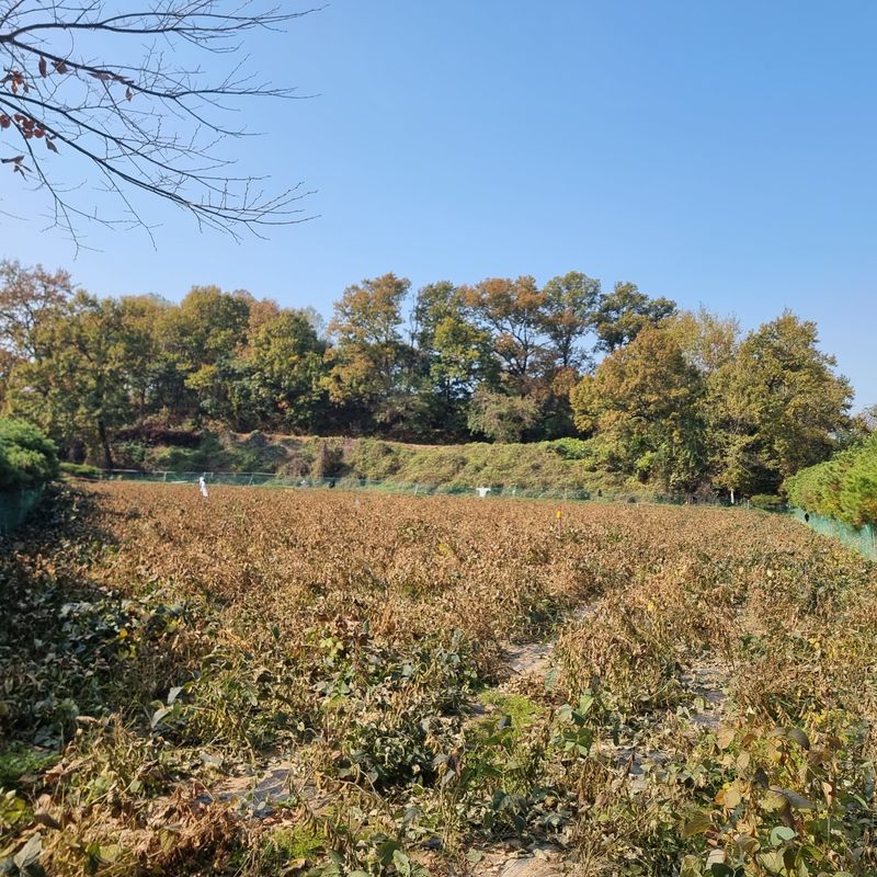 장터 상품 [서리태콩 150kg] 썸네일