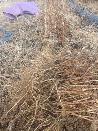 팜모닝회원 최창락 님의 작성글 사진