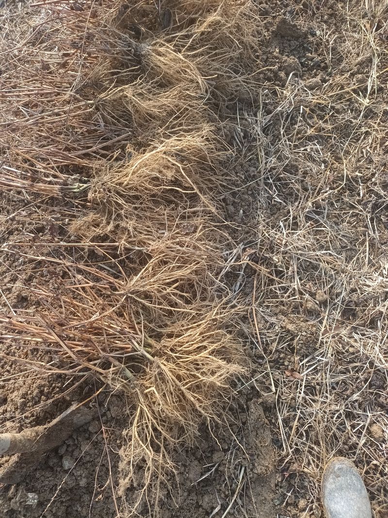 팜모닝회원 최창락 님의 장터 판매 상품 [생우슬1키로,건조300그램,씨앗 200그램] 첨부 사진