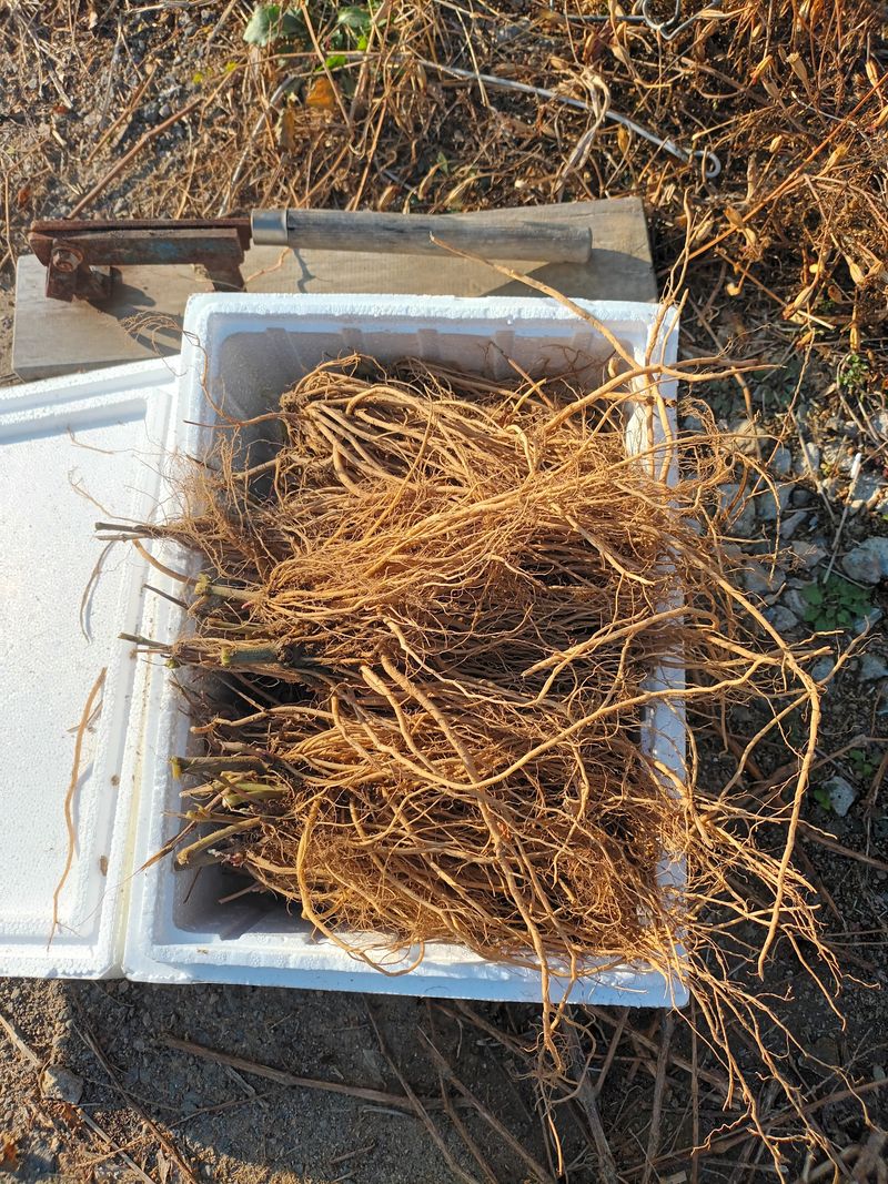 팜모닝회원 최창락 님의 장터 판매 상품 [생우슬1키로,건조300그램,씨앗 200그램] 첨부 사진