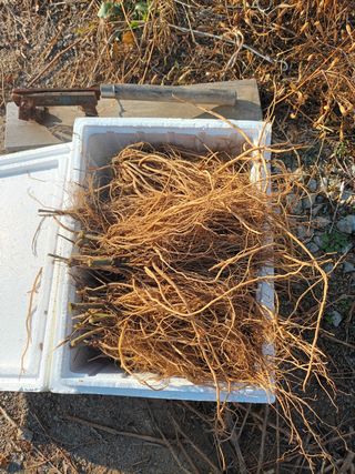 팜모닝회원 최창락 님의 작성글 사진