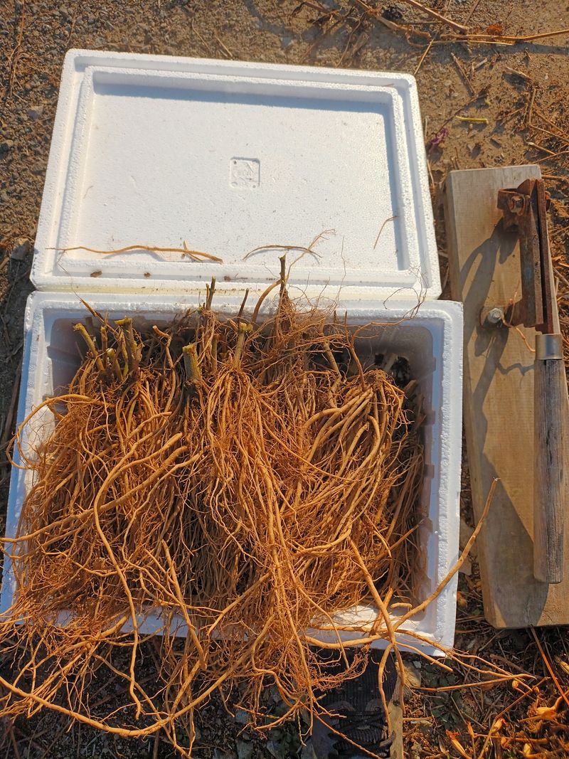 팜모닝회원 최창락 님의 장터 판매 상품 [생우슬1키로,건조300그램,씨앗 200그램] 첨부 사진