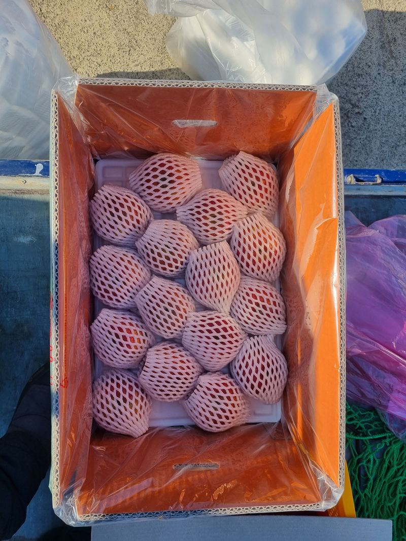 김영식님의 장터 판매 상품 [밀양얼음골사과 선물용 5Kg] 첨부 사진