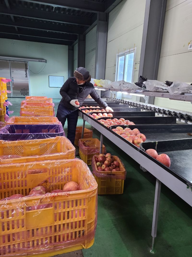 김영식님의 장터 판매 상품 [밀양얼음골사과 선물용 5Kg] 첨부 사진