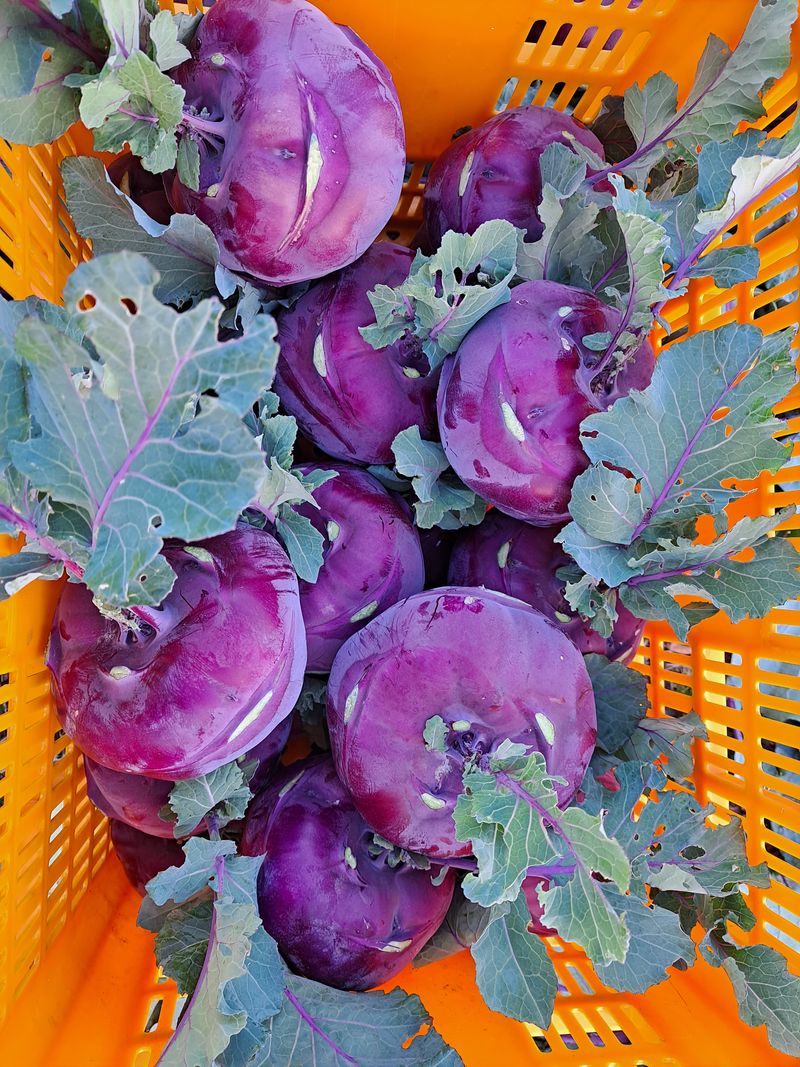 미쁨농원 님의 장터 판매 상품 [건강을 생각한다면 콜라비가 최고10kg] 첨부 사진