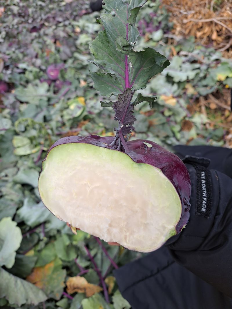 미쁨농원 님의 장터 판매 상품 [건강을 생각한다면 콜라비가 최고10kg] 첨부 사진